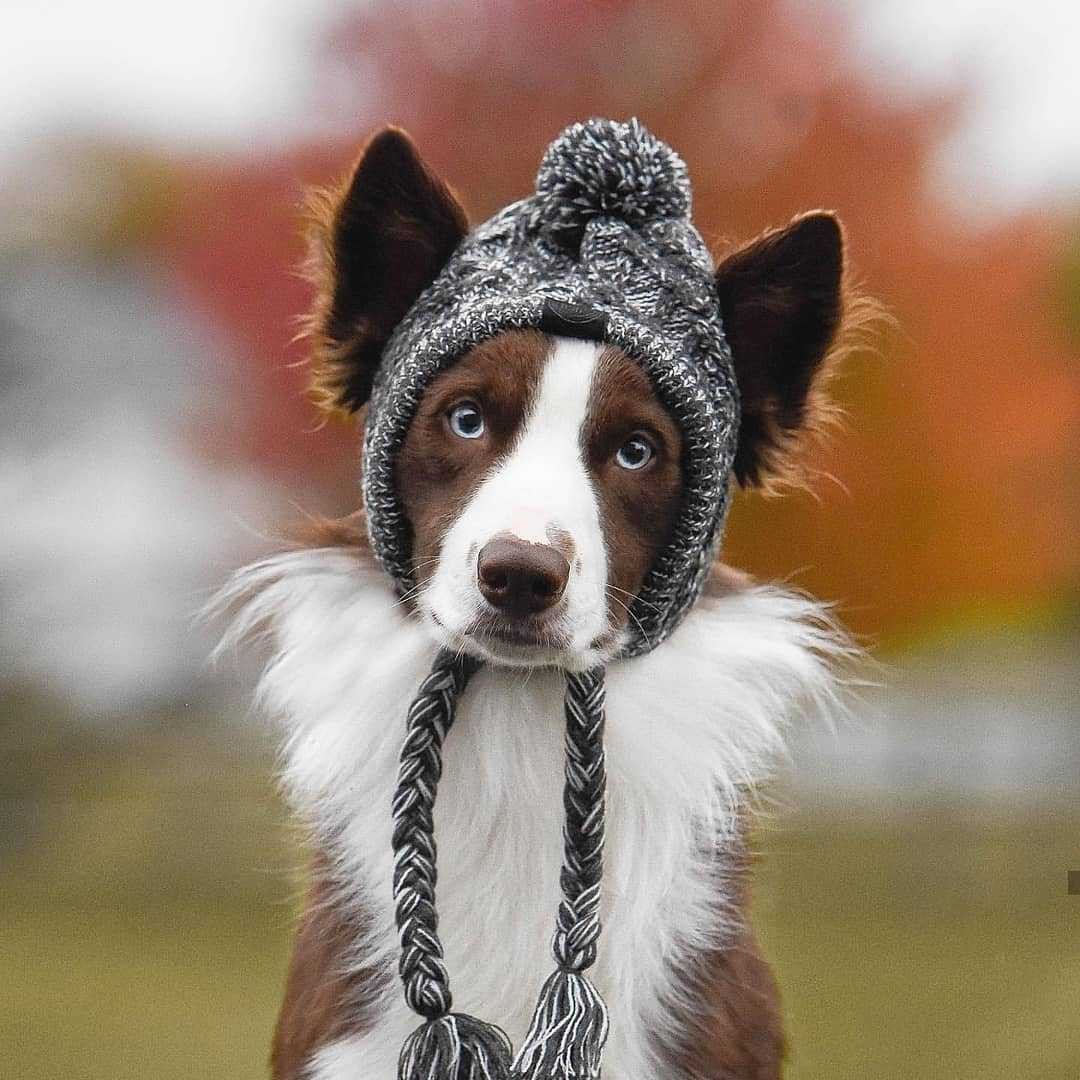 Polar Winter Hat