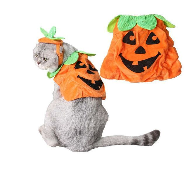 Paw-kin Purrfection Halloween Costume