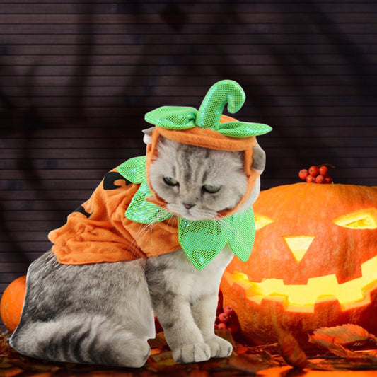 Paw-kin Purrfection Halloween Costume