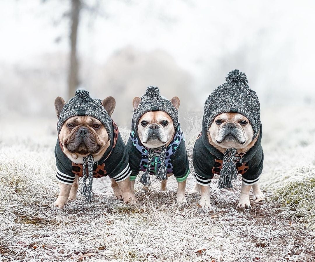 Polar Winter Hat